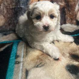 Lily - Cream female Maltipoo puppy in Clover, South Carolina from Cudi’s Buddies