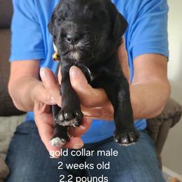 Gold color - Black male Bernedoodle puppy in Fairmount, Indiana from Capens' Doodles,Poodles and Poo's