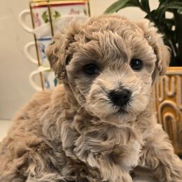 Peanut - Cream male Assorted Doodle Crosses puppy in Upland, California from IDREAMOFPUPPIES