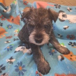 Dexter - Salt and pepper male Miniature Schnauzer puppy in Warrenville, South Carolina from All Paws Pet Resort