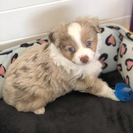 Miniature Australian Shepherd, Shih Tzu, and Toy Australian Shepherd Puppies from River Springs Aussies