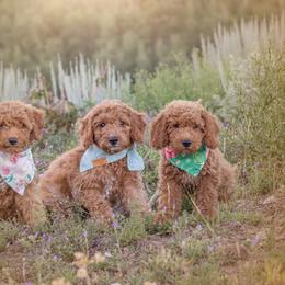 Goldendoodle Puppies from Sunnydoodle Utah