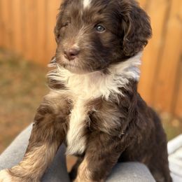 Australian Mountain Doodle Puppies from Sammi Sweet Doodles