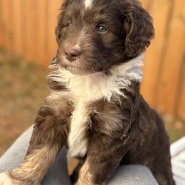 Australian Mountain Doodle Puppies from Sammi Sweet Doodles