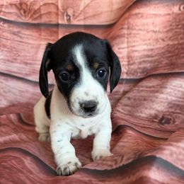 Penny - Piebald female Dachshund puppy in Chariton, Iowa from Mia Lucky Home