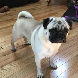 Otis - Pug