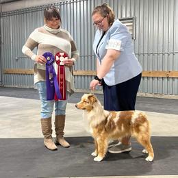 Australian Shepherds and Miniature American Shepherds from Jorvik Australian Shepherds