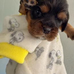 Cavalier King Charles Spaniel and Cavapoo Puppies from Unicorn Tears and Cavaliers
