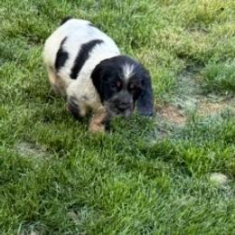 Luca - Black white and tan male English Springer Spaniel puppy in Coeur D'alene, Idaho from Springer Hollow
