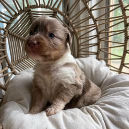 Bonnie - Red merle female Australian Shepherd puppy in Grants Pass, Oregon from Carmel Mountain Aussies