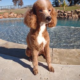 Monsieur Pierre - Red  male Poodle puppy in Weatherford, Texas from Donnasdoodlebugs