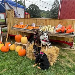 Miniature Australian Shepherd Puppies from Dusty Dogs Miniature Australian Shepherds