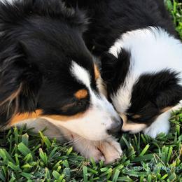Australian Shepherd Puppies from Dovehawk Australian Shepherds