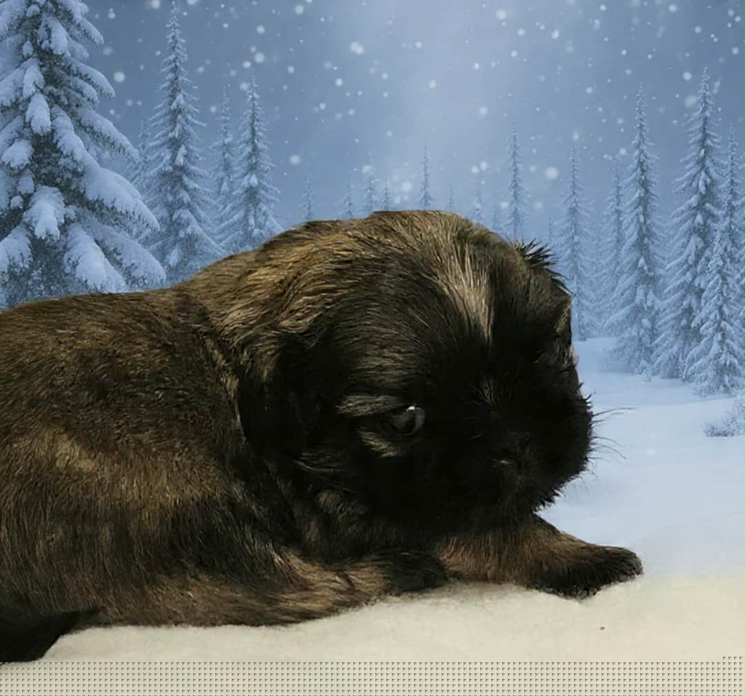 Green collar boy - Brindle male Shih Tzu puppy in Woodsfield, Ohio from ROSE LANE SHIH TZUS