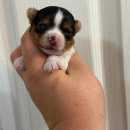 Tiny Tim - Parti male Yorkshire Terrier puppy in Coeburn, Virginia from Southern Sweetheart Kennels