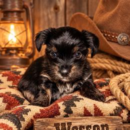 Wesson - Black and tan male Yorkshire Terrier puppy in Goode, Virginia from Glass Hill Yorkies