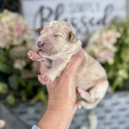 Toffee Crunch - Apricot male Pyredoodle puppy in Bowling Green, Ohio from FDF Pyredoodles & Bernedoodles