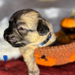 Blue collar boy - Wheaten male Glen of Imaal Terrier puppy in Homestead, Pennsylvania from Galore Glens