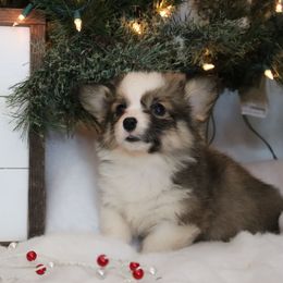 Minnie - Sable female Pembroke Welsh Corgi puppy in St. Charles, Iowa from Kim Boyle's Pembroke Welsh Corgis