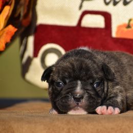 Hoss - Brindle and white male French Bulldog puppy in Gober, Texas from Trigger Time Kennels