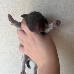 Girl 1 - Liver roan female German Shorthaired Pointer puppy in Section, Alabama from Emily's GSPs