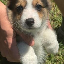 Jelly Roll - Black and tan male American Corgi puppy in Orangevale, California from Corgis of the Heart