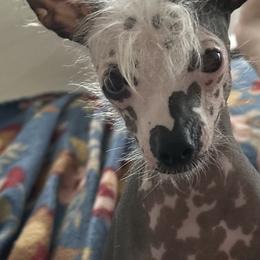 Chihuahua and Chinese Crested Puppies from Western Kentucky Chihuahua’s and Chinese Crested’s