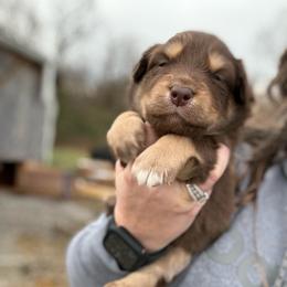 Carl - Red tri-color male Australian Shepherd puppy in Nicholasville, Kentucky from Sugar Creek Aussies