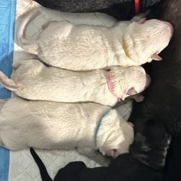 German Shepherd Puppies from Devon Rugerio's German Shepherds