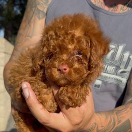 Romeo - Red  male Poodle puppy in Lancaster, California from Fancy Red Poodles