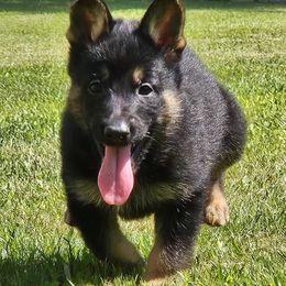 Boy 5 - Black and tan male German Shepherd puppy in Richland, New York from Hirten Bray Hugel