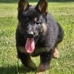 Boy 5 - Black and tan male German Shepherd puppy in Richland, New York from Hirten Bray Hugel