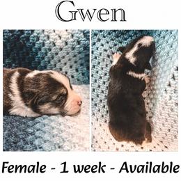 Gwen - Black and tan female American Corgi puppy in Fitzhugh, Oklahoma from Elmiphyr Corgis