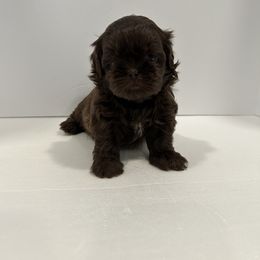 Shih Tzu Puppies from Moore Shih Tzus