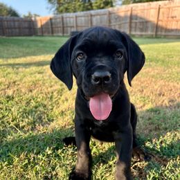 Ariel - AKC, 4000 - Black female Cane Corso puppy in Denton, Texas from Raising Kane Corso’s