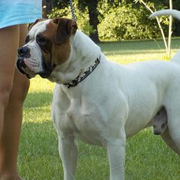 Alfie - American Bulldog