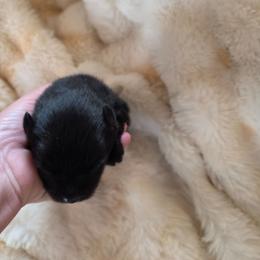 Puppy 3 - Black female Pomeranian puppy in Lebanon, Indiana from Duran's Huskies and Pomeranians