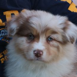 Justice - Australian Shepherd puppy from Silverbrook Australian Shepherds