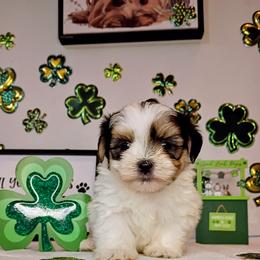 Boy2 - Black and white male Mal-Shi puppy in Boca Raton, Florida from Tina-Marie's Pups