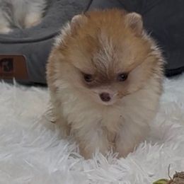 Boy 1 - Orange parti male Pomeranian puppy in Silver Springs, New York from Humehill