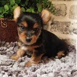 Rocco - Black and gold male Yorkshire Terrier puppy in Hot Springs, Arkansas from Kimberly's Lovable Littles