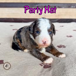 Party Hat - Blue merle female Bernedoodle puppy in Banner Elk, North Carolina from Walnut Tree Bernedoodles