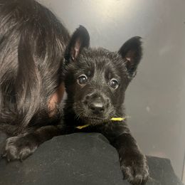 Jess (yellow collar) - Black female German Shepherd puppy in Jerusalem, Arkansas from Sudenblick German Shepherds