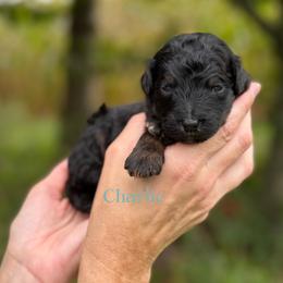 Charlie - Phantom male Bernedoodle puppy in Bellville, Ohio from Bernedoodle Buddies