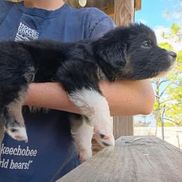 Sterling (green) - Black tri-color male Australian Shepherd puppy in Okeechobee, Florida from Rothsolid Puppies