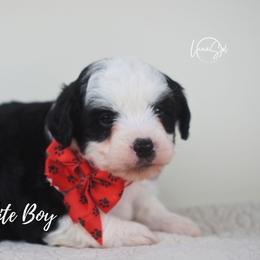 Yellow - Black and white male Aussiedoodle puppy in Plain City, Utah from Myers Desert Doodles