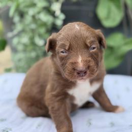 Boy 2 - Red tri-color male Australian Shepherd puppy in Hillsboro, Ohio from Sugar Grove Farms