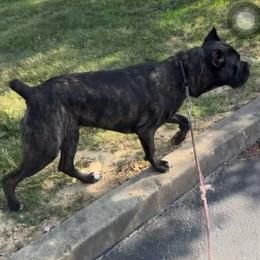 Catori - Cane Corso