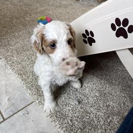 Chloe - Parti female Goldendoodle puppy in Sugarcreek, Ohio from True Hearted Doodles