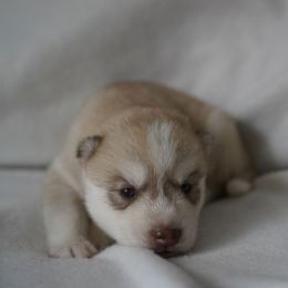 Moire - Red and white female Siberian Husky puppy in Wiscasset, Maine from Running with Huskies